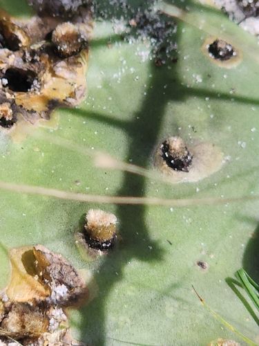 Opuntia austrina (Florida Pricklypear) (alternate view 5)