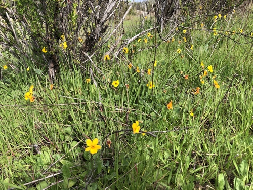 Viola pedunculata (California Golden Violet) (alternate view 7)