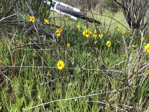Viola pedunculata (California Golden Violet) (alternate view 9)