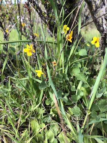 Viola pedunculata (California Golden Violet) (alternate view 8)