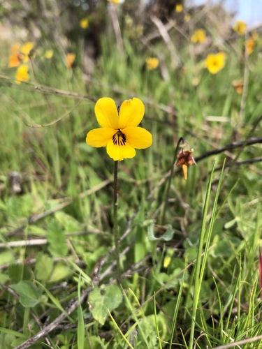 Viola pedunculata (California Golden Violet) (alternate view 6)