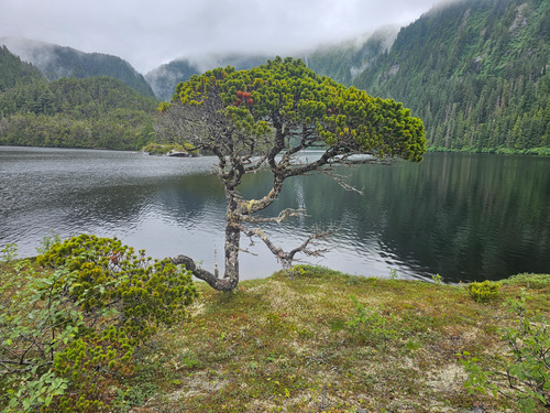 Pinus contorta var. contorta (Shore Pine)