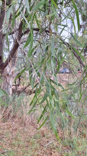 Acacia salicina (Willow Acacia) (alternate view 7)