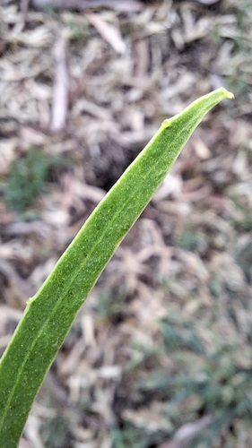 Acacia salicina (Willow Acacia) (alternate view 9)
