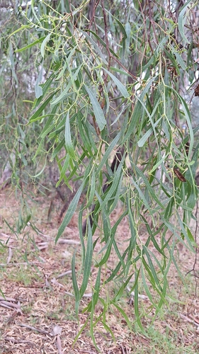 Acacia salicina (Willow Acacia) (alternate view 10)