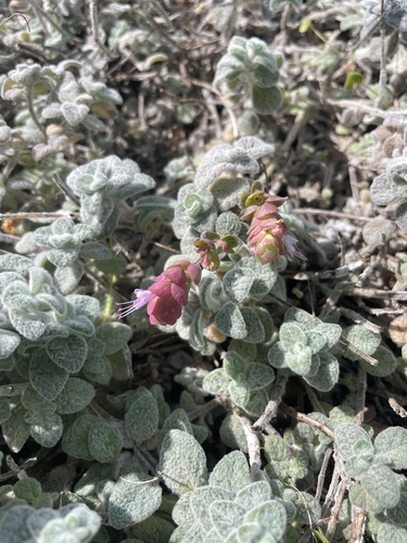Origanum dictamnus (dittany of Crete) (alternate view 6)
