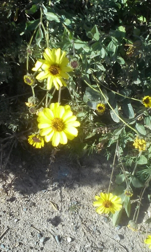 Encelia californica (California brittlebush)