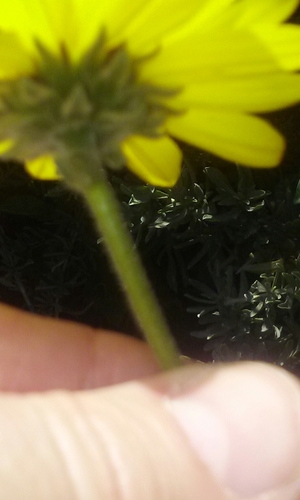 Encelia californica (California brittlebush)