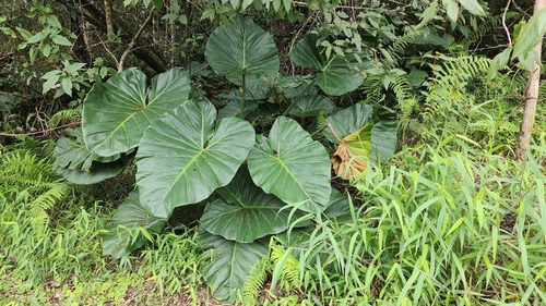 Thaumatophyllum (alternate view 5)
