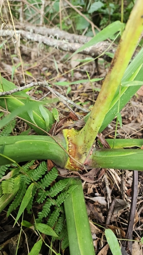 Thaumatophyllum (alternate view 7)