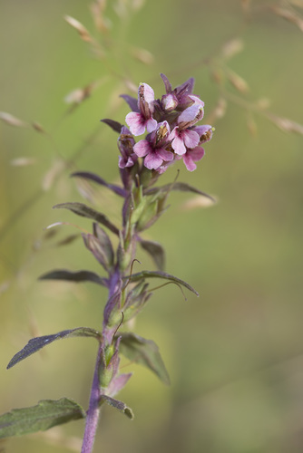 Odontites vulgaris (Red Odontites)