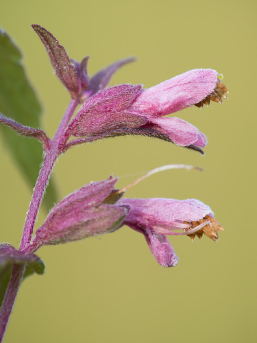 Odontites vulgaris (Red Odontites)