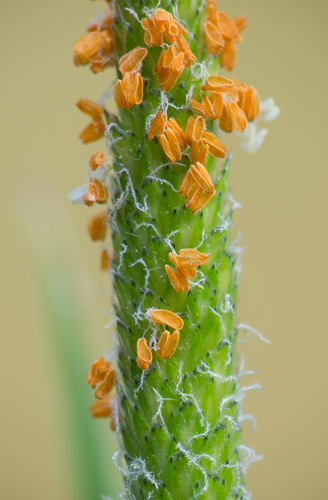Alopecurus (Foxtail grasses) (alternate view 4)