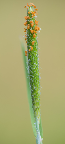 Alopecurus (Foxtail grasses) (alternate view 2)