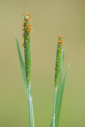 Alopecurus (Foxtail grasses)