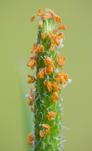 Alopecurus (Foxtail grasses) (alternate view 3)