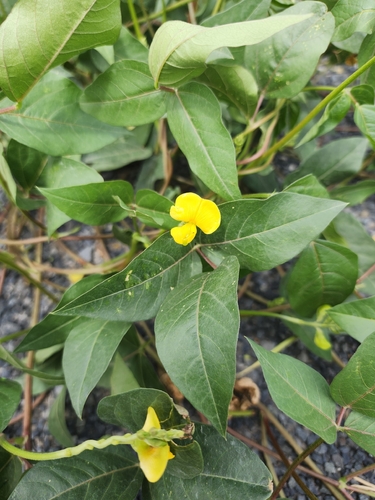 Vigna luteola (Wild Cowpea) (alternate view 2)