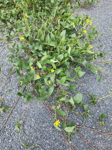 Vigna luteola (Wild Cowpea) (alternate view 3)