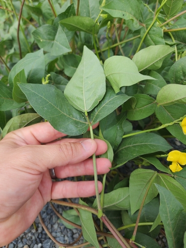 Vigna luteola (Wild Cowpea) (alternate view 4)