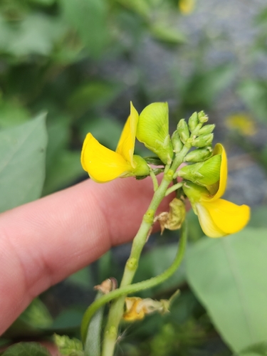 Vigna luteola (Wild Cowpea) (alternate view 5)
