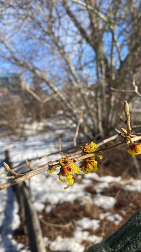 Hamamelis mollis (Chinese witch hazel) (alternate view 4)