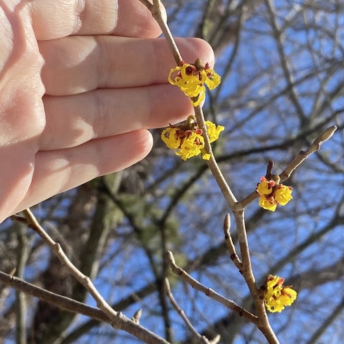 Hamamelis mollis (Chinese witch hazel) (alternate view 5)
