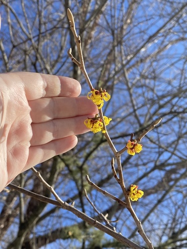 Hamamelis mollis (Chinese witch hazel) (alternate view 3)