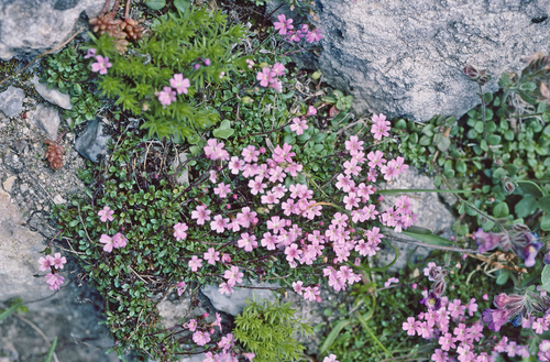 Erinus alpinus (Fairy Foxglove)
