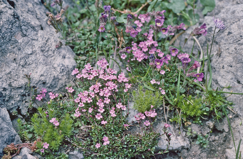 Erinus alpinus (Fairy Foxglove)
