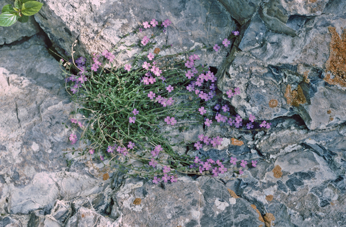 Erinus alpinus (Fairy Foxglove)