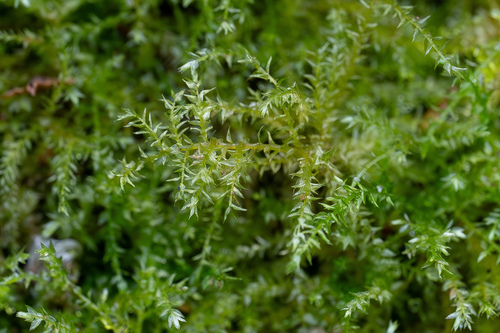 Oxyrrhynchium hians (Swartz's Feather-moss)