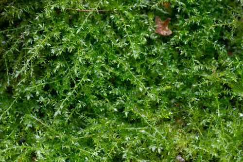 Oxyrrhynchium hians (Swartz's Feather-moss)