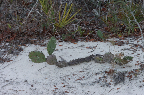 Opuntia austrina (Florida Pricklypear) (alternate view 2)