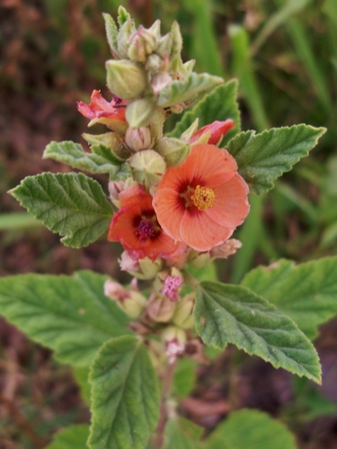 Sphaeralcea (globemallows) (alternate view 4)