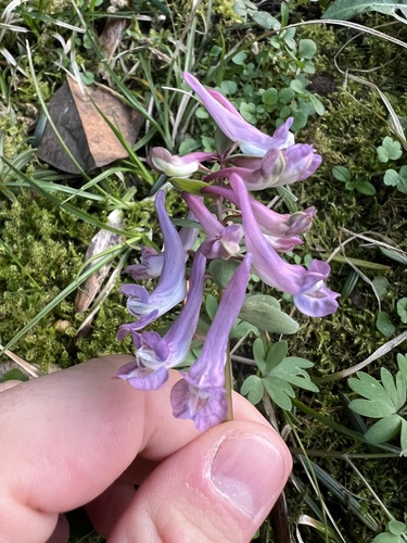 Corydalis solida (Bird-in-a-bush)