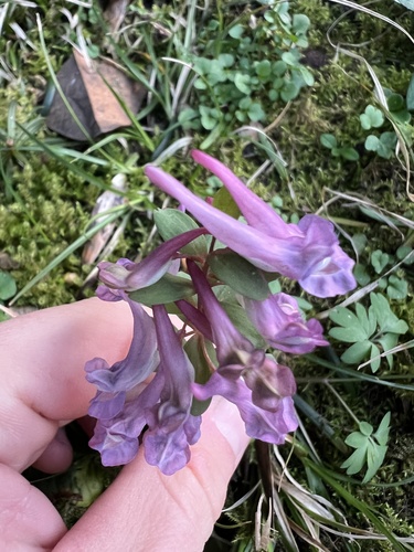 Corydalis solida (Bird-in-a-bush)