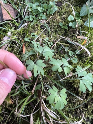 Corydalis solida (Bird-in-a-bush)