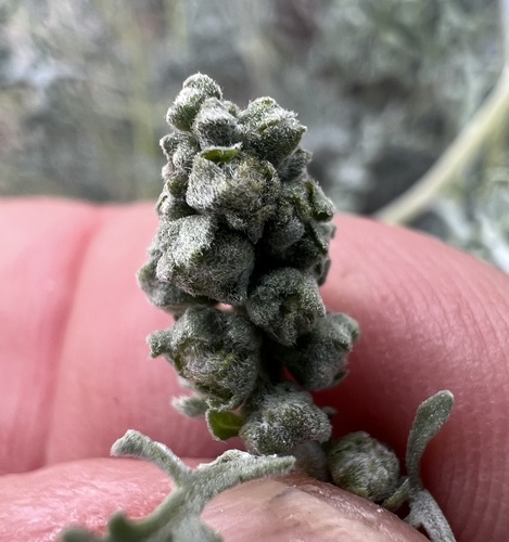 Ambrosia dumosa (Burrobush) (alternate view 4)