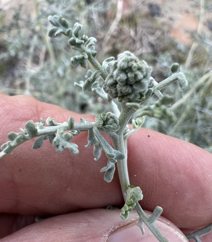 Ambrosia dumosa (Burrobush) (alternate view 5)