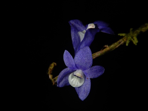 Dendrobium