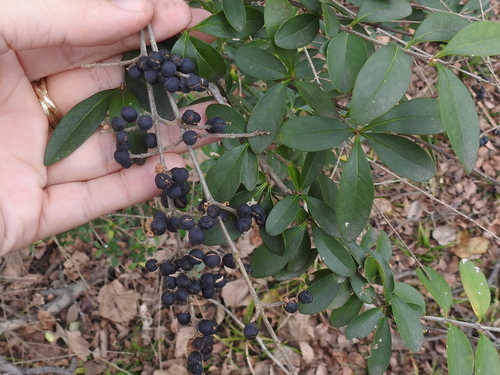 Ligustrum quihoui (Quihoui privet)