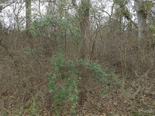 Ligustrum quihoui (Quihoui privet) (alternate view 2)