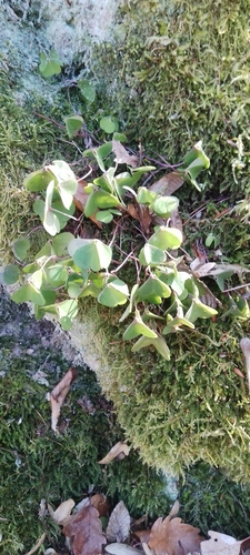 Oxalis acetosella (European wood-sorrel)