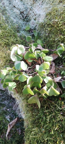 Oxalis acetosella (European wood-sorrel)
