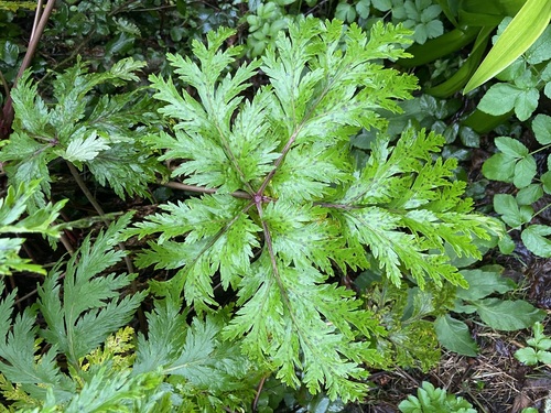 Geranium maderense (alternate view 6)