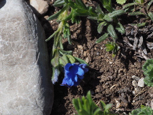 Glandora diffusa (lithodora) (alternate view 4)