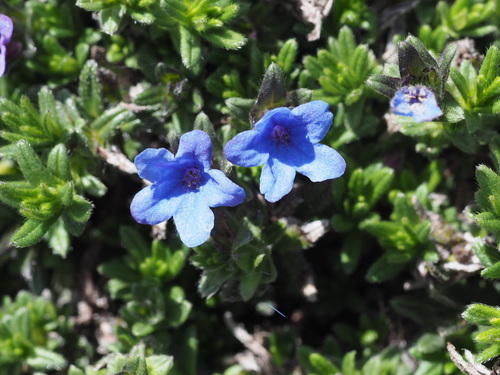 Glandora diffusa (lithodora) (alternate view 6)