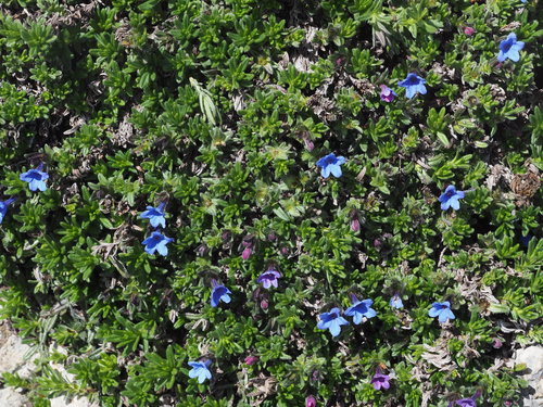 Glandora diffusa (lithodora) (alternate view 5)