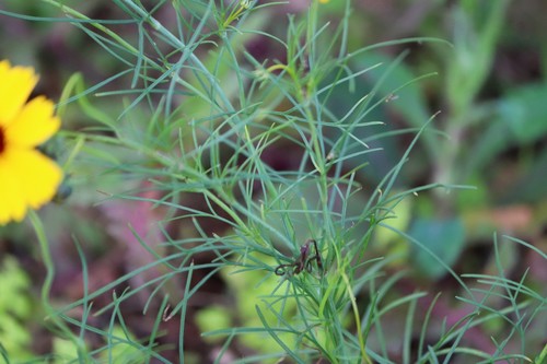 Thelesperma filifolium (stiff greenthread) (alternate view 5)
