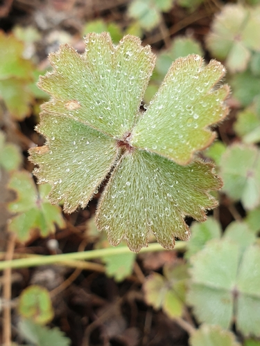 Marsilea drummondii (Common Nardoo) (alternate view 5)